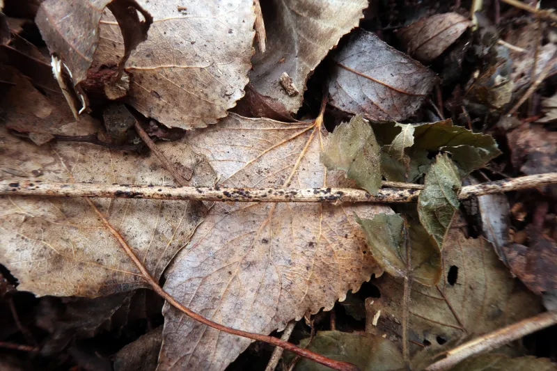 Alloanthostomella rubicola 1 - IMG_8811